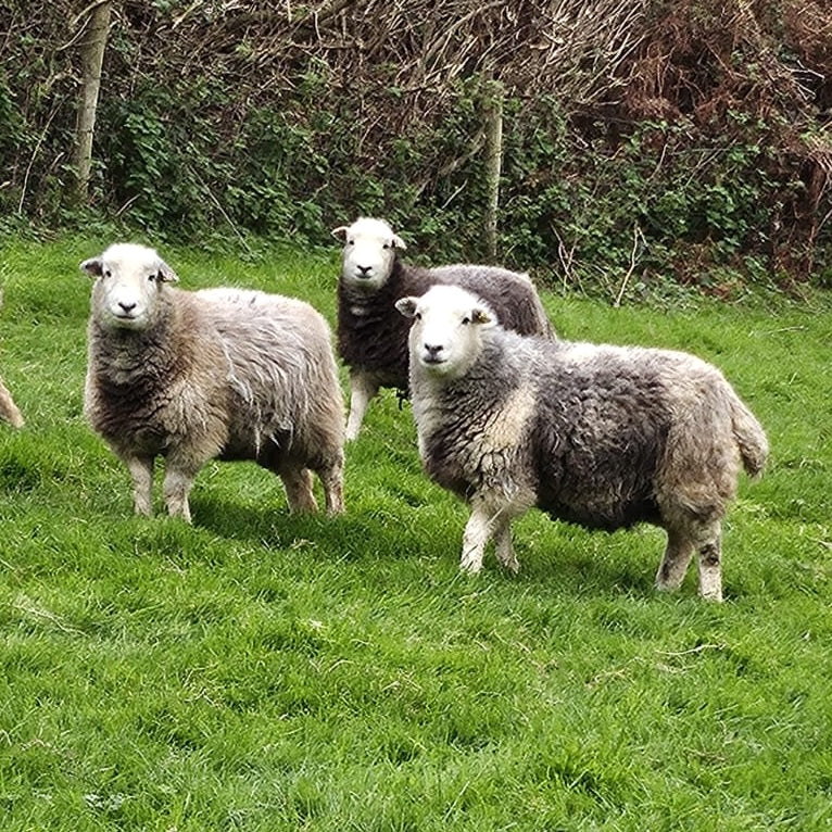 Pure British Wool Blanket Throw | Herdwick Ombre