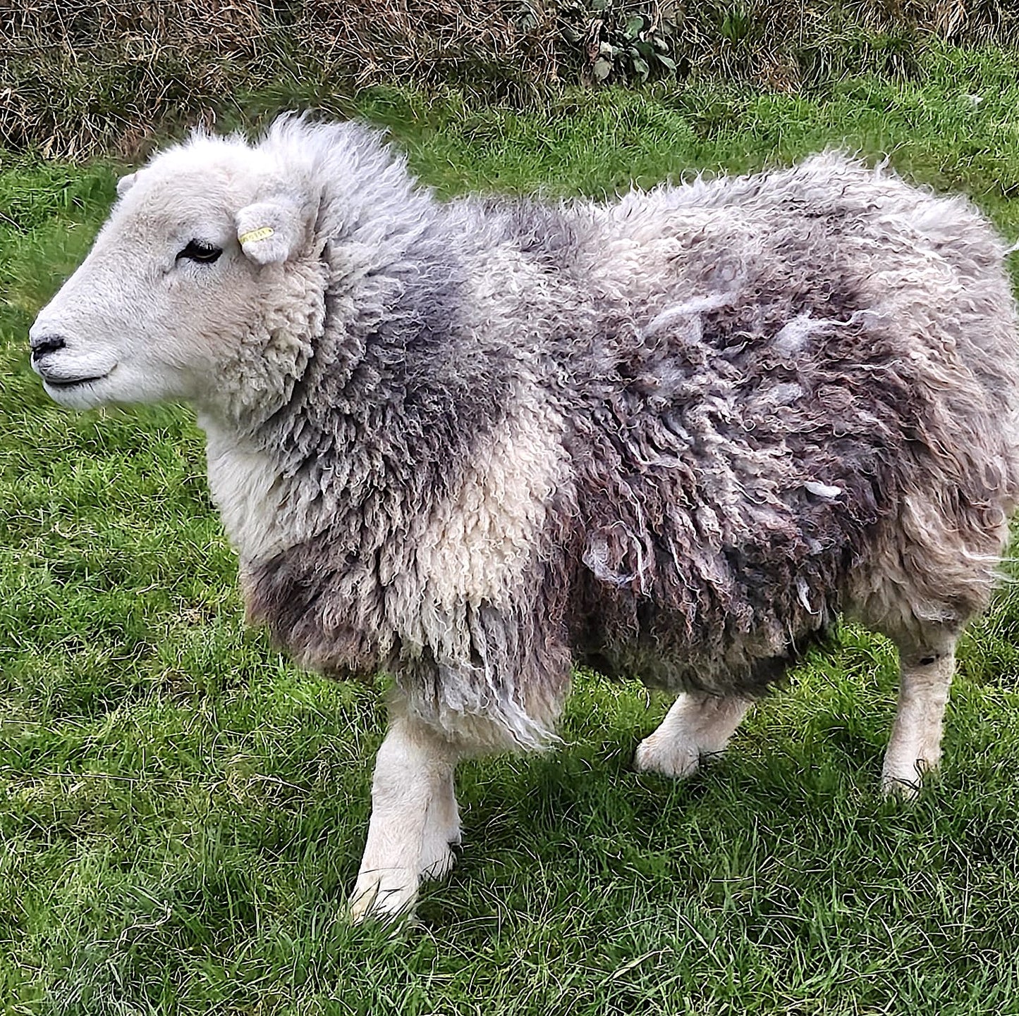 Pure British Wool Blanket Throw | Herdwick Grey Block Stripe