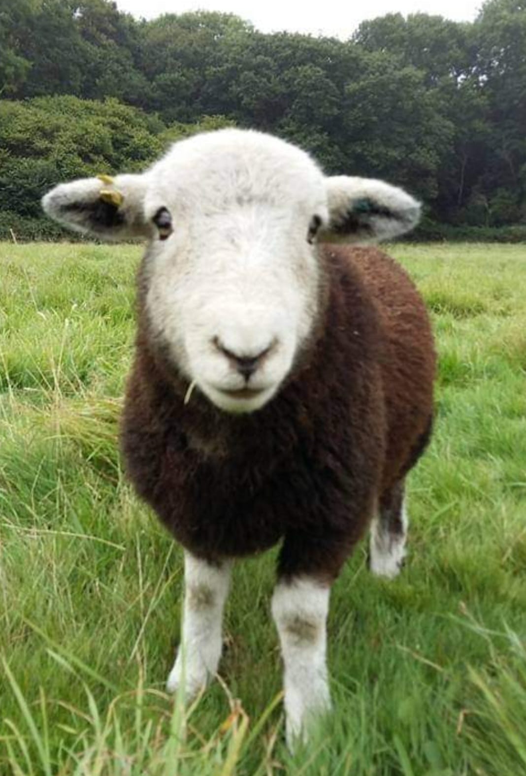 Pure British Wool Blanket Throw | Herdwick Ombre