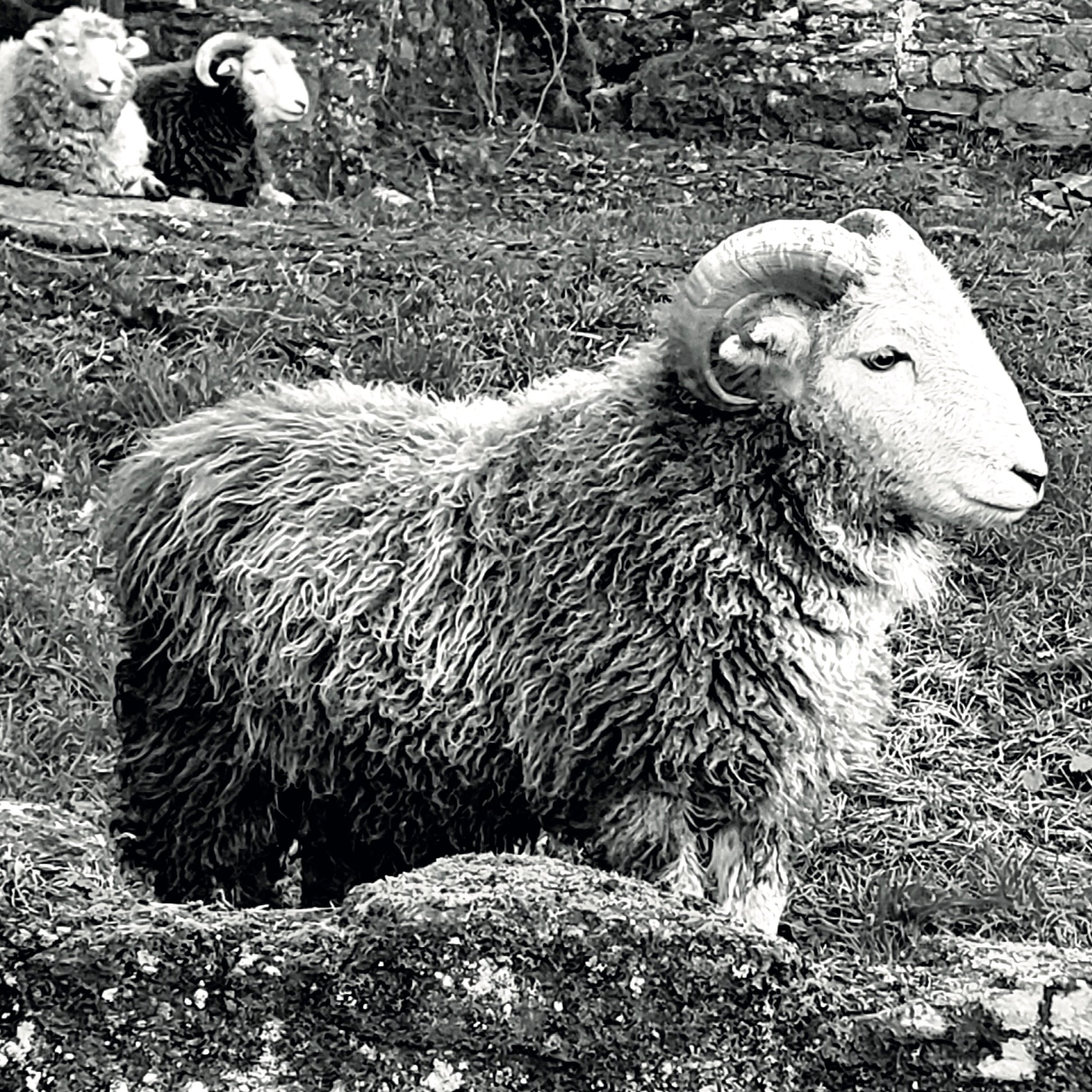 herdwick-ram-card-09.jpg