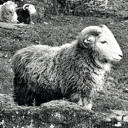herdwick-ram-card-09.jpg